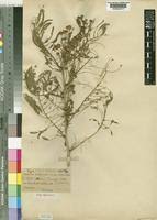 Image result for Acacia davyi