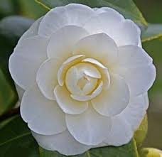 Camellia Jap0nica White Waratah