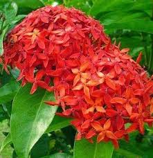 Bunga asoka dari sedotan plastik/ixora coccinea flower from plastic straw video diatas menjelaskan cara mudah membuat bunga. 12 Manfaat Bunga Asoka Untuk Kesehatan