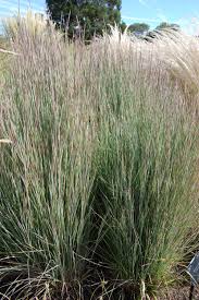 Image result for Schizachyrium claudopus
