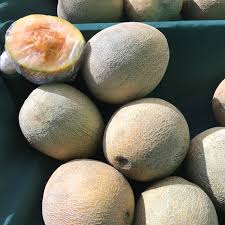 Cantaloupe, 'burpee's ambrosia' hybrid (burpee). Ambrosia Melon Information And Facts