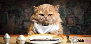 Kedilerde Tuy Ve Deri Bakimi Icin En Ideal 5 Kedi Mamasi Kedi Blog