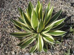Image result for Synadenium cameronii