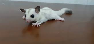 Sugar Glider Athena Group Of Srigati Dom 718 Srigati Sugar Glider