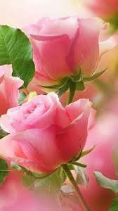 Image result for rose images