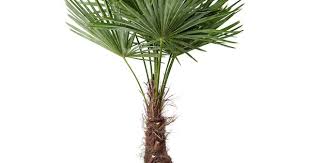 Trachycarpus Fortunei Pflanze Chinesische Hanfpalme Ikea Pflanzen Hanfpalme Pflegeleichte Pflanzen