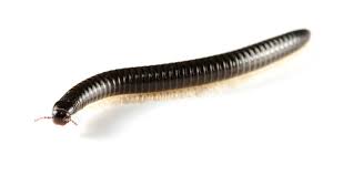 A staten island exterminator can help teach you how to minimize the mosquito population in your area. Staten Island Nyc Exterminators Pest Control Ants Bed Bugs Bedbugs Roaches Rats Mice Termites Pest Control Exterminators Staten Island Ny Exterminators Pest Control Ants Bed Bugs Bedbugs Roaches Rats Mice Termites Pest