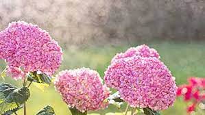 Hoxie landscape services is a professional landscape company dedicated to quality and value for our customers, success. Hoxie Landscape Services Inc