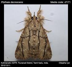 Image result for Englerina woodfordioides