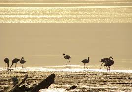 Sewri: the perfect picture?