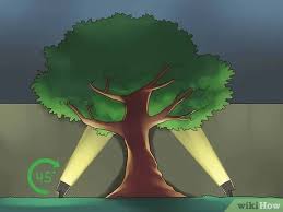 Maybe you would like to learn more about one of these? 4 Ways To Accent Trees With Outdoor Lighting Wikihow
