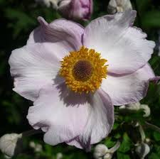 Image result for Anemone transvaalensis