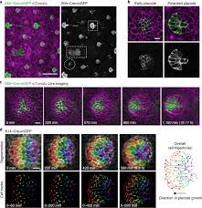 نتیجه جستجوی لغت [polarize] در گوگل