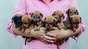 What Is A Toy Dachshund