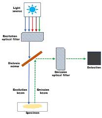 We did not find results for: An Overview Of Fluorescence Microscopy Biotium