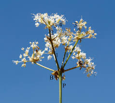 Image result for Corycium