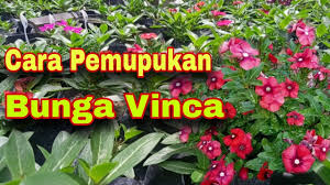 Banyak yang menyukainya karena keindahannya. Cara Pemupukan Bunga Vinca Youtube