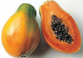 When papaya is grown as an annual, the fruit is picked while still green,. Growing Caring For Papaya Trees Edison And Ford Winter Estates