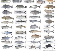 Florida Saltwater Fish Species Chart Coladot