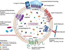 The discovery, recently described in molecular cell, has implications for understanding and treating. Frontiers Lysosomes And Cancer Progression A Malignant Liaison Cell And Developmental Biology
