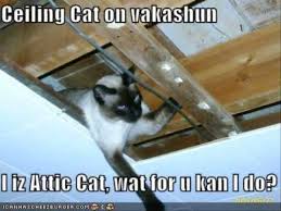 The kitty litter will begin to absorb the smell. The Final Battle Begins Cieling Cat Vs Basement Cat 0001 Youtube