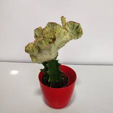 Maybe you would like to learn more about one of these? Euphorbia Lactea Cristata White Ghost Nursery Buy