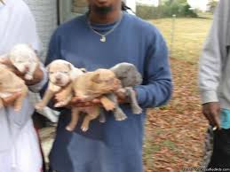 Low cost vet resources found a lost dog housing and insurance. Rare Blue Merle Bully Pitbull Puppies 4 Sale Price 200 00 For Sale In Columbus Arkansas Best Pets Online