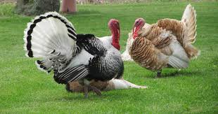 Then one year i got greedy and that free butterball frozen turkey lurded me. What Turkey Producers Don T Want You To Know