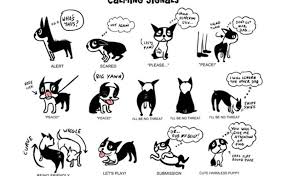 boxer dog body language chart best picture of chart