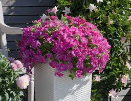 Beet Und Balkonpflanzen Des Jahres 2018 In Deutschland