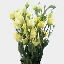 Image result for eustoma lisianthus in vase
