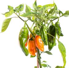 Also home of the texas english dictionary and really unofficial desperado home page. Ramiro Yellow Chilisamen Online Kaufen Pepperworld Hot Shop