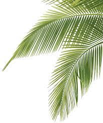 Palm Fronds Png Png Image 709 853 Pixels Palm Tree Vector Palm Tree Leaves Tree Illustration