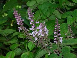 Image result for Plectranthus fruticosus