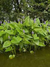 Image result for Pontederia