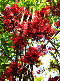 Image result for Schotia brachypetala