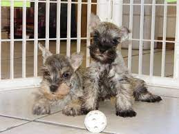 All of our dogs range in age from less than one year to sixteen, and none of them have any genetic conditions. Miniature Schnauzer Puppies Dogs For Sale In Charlotte North Carolina Nc Greensboro Cary Youtube