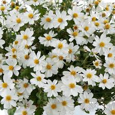 Image result for Bidens