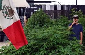 Sitio oficial del senado de la república dominicana. No Te Lo Vas A Creer Senado De La Republica Tiene Su Propio Plantio De Marihuana Aqui En Mx