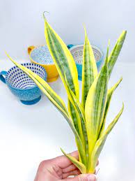 Sansevieria Trifasciata Yellow Thrive D Very Rare Import Sansevieria Sansevieria Trifasciata Plant Leaves
