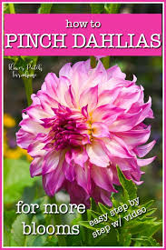 Join our community and find tutorials. How To Pinch Dahlias For More Blooms Flower Patch Farmhouse