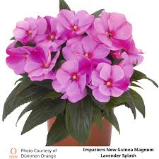 Image result for Impatiens quisqualis