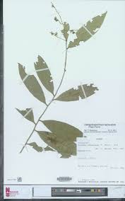 Image result for Campylospermum