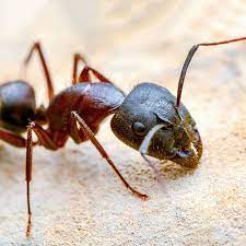 All solution pest control is here to help you get rid of your bug problem! Pest Control Service Exterminator Springfield Missouri And Ozarks Area
