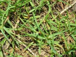 Image result for Paspalum vaginatum