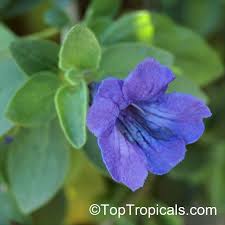 Image result for Ruellia praetermissa