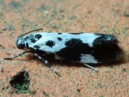 Image result for Ethmia dodecea