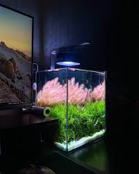 Image result for Xyris valida