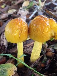 Image result for Bolbitius sp.