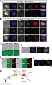 Check spelling or type a new query. Human Naive Epiblast Cells Possess Unrestricted Lineage Potential Biorxiv